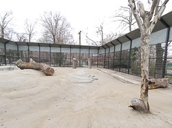 После Нового года медведи одесского зоопарка получили новое жилье