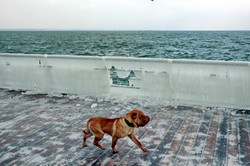 Зима в Одессе: замерзшая набережная, штормовое море и котики