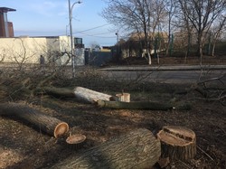 Вице-мэр Одессы: "Никто не давал разрешения этим негодяям сносить деревья"