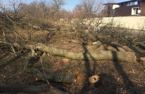 Вице-мэр Одессы: "Никто не давал разрешения этим негодяям сносить деревья"