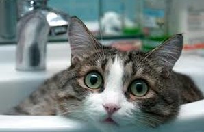 Жители поселка Котовского День влюбленных отметят без воды