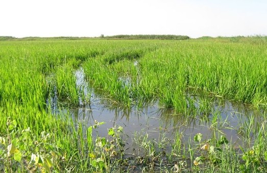 Отрасль рисоводства в Одесской области под угрозой вымирания