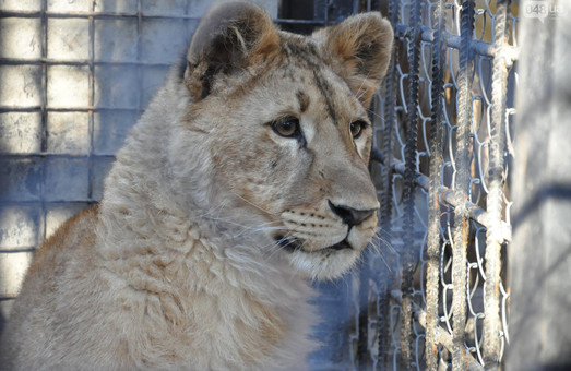 В Одесском зоопарке живет львица-пограничник Сандра