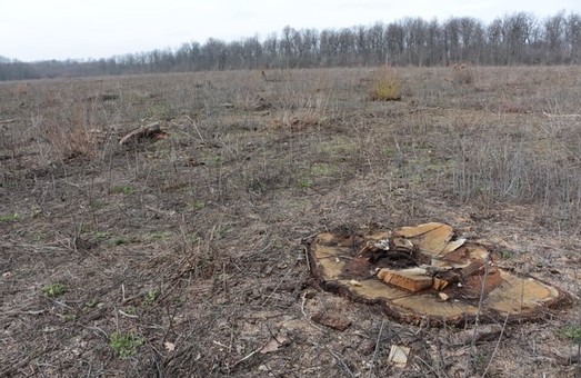 На севере одесской области вырубают Савранские леса