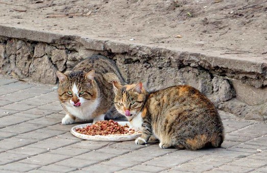 Одесский горсовет не стал выделять 900 тысяч на котов