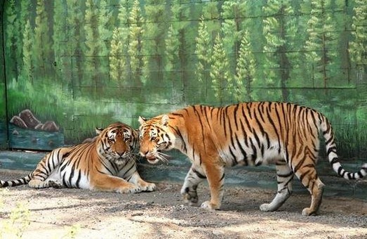 Программа «Зоопарк-100» Одесского горсовета оказалась бесполезной