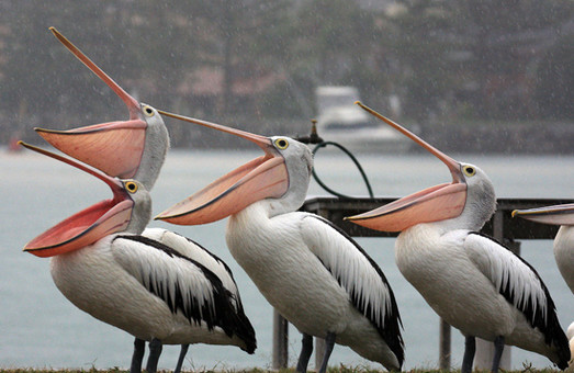 Одесский зоопарк объявил конкурс «Здравствуй, птица пеликан»