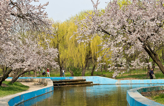 В Одессе пройдет фестиваль садово-парковой культуры