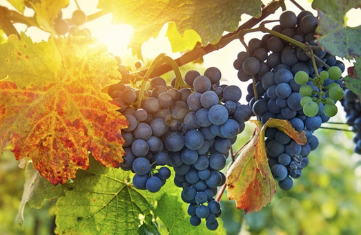 Одесская область увеличивает экспорт вина в Евросоюз