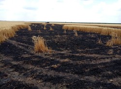 Бизнес-конфликт: в Одесской области выжигают поля на границе с Приднестровьем (ФОТО)