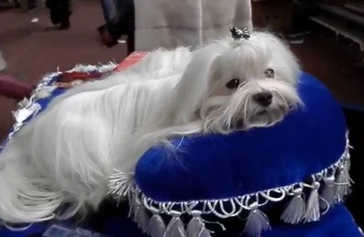 В Одессе откроется Всеукраинская выставка собак