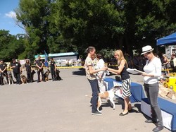 В Одессе показали на выставке более 180 гламурных собак