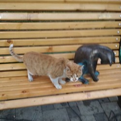 В Одессе снова поселилась кошка-геймер (ФОТО)