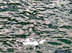 В море около одесского дельфинария плавают мертвые крысы (ФОТО)