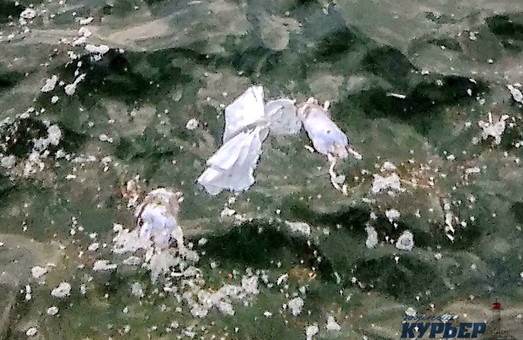 В море около одесского дельфинария плавают мертвые крысы (ФОТО)