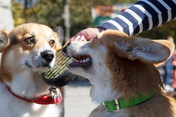 Собачий фестиваль породы корги прошел в Одессе (ФОТО)