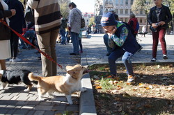 Собачий фестиваль породы корги прошел в Одессе (ФОТО)