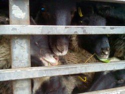 Можно ли спасти овец, гибнущих на Черноморской переправе, должны решить сегодня (ФОТО, ВИДЕО)