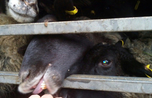 Можно ли спасти овец, гибнущих на Черноморской переправе, должны решить сегодня (ФОТО, ВИДЕО)