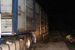 Замученных в грузовике овец везут убивать: зоозащитники обещают провести акцию под Кабмином (ФОТО)