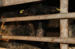 Замученных в грузовике овец везут убивать: зоозащитники обещают провести акцию под Кабмином (ФОТО)