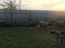 Финал истории с гибнущими овцами: у животных появился шанс на спасение (ФОТО)