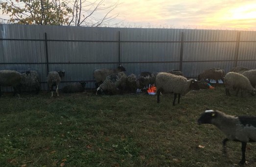 Финал истории с гибнущими овцами: у животных появился шанс на спасение (ФОТО)
