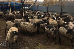 В Одессе прошла пресс-конференция, посвященная спасенным в порту Черноморска овцам