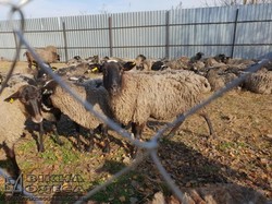 В Одессе прошла пресс-конференция, посвященная спасенным в порту Черноморска овцам