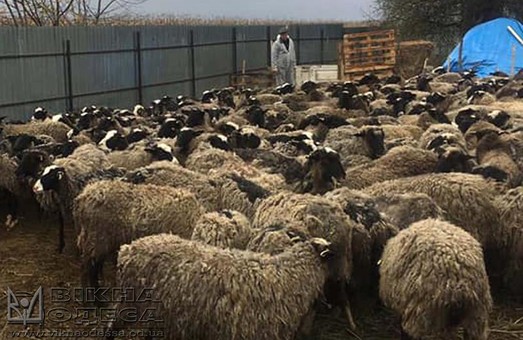 Кто виноват в смерти овец из порта Черноморск