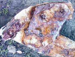 Старинный якорь обнаружен  в Нацпарке «Тузловские лиманы» (ФОТО)