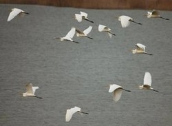 В Одесскую область на зимние квартиры слетаются птицы (ФОТО)