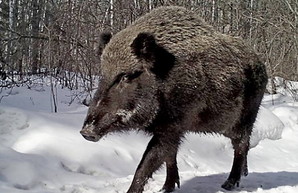 Дикие кабаны заходят в село Выгода под Одессой