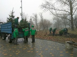 Голубые ели появились в одесском парке Победы (ФОТО)