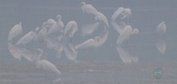 Белые ангелы над Тузловскими лиманами (ФОТО)