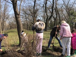 Сиреневая аллея появилась в одесском в парке Шевченко (ФОТО)