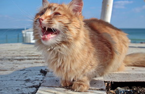 Весна в Одессе: море, люди, коты и чайки (ФОТО)