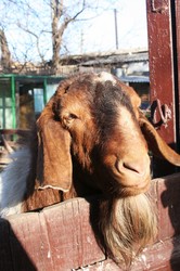 В Одесском зоопарке пополнение - шестеро козлят (ФОТО)
