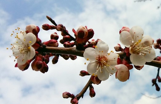 В Одесской области зафиксировано необычайно раннее цветение абрикосы