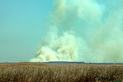 В Одесской области снова горят плавни на Днестре и Дунае (ФОТО)