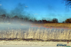 В Одесской области снова горят плавни на Днестре и Дунае (ФОТО)