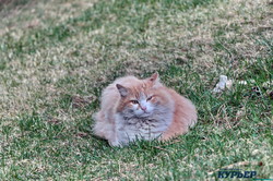 Одесские мартовские коты (ФОТО)