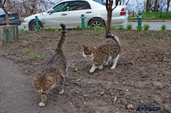 Одесские мартовские коты (ФОТО)