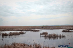 Весенняя Одесская область: птицы, пожары и природа (ФОТО)