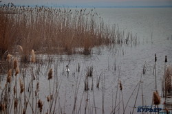 Весенняя Одесская область: птицы, пожары и природа (ФОТО)