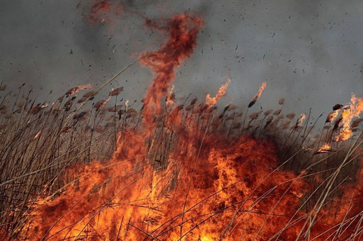 В Килийском районе Одесской области пожарные не допустили пожара в сосновом лесу