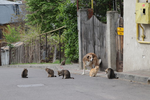В Одессе могут создать муниципальный приют для животных