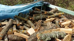 В Одесской области уничтожают лес (ФОТО)