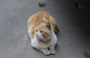 В Одессе продолжают решать кошачий вопрос