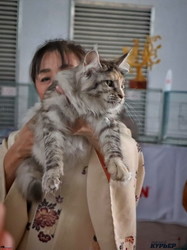 В Одессе показали самых красивых котов (ФОТО)